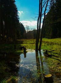 Reflection of trees in lake