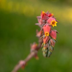 Close-up of pink flowering plant