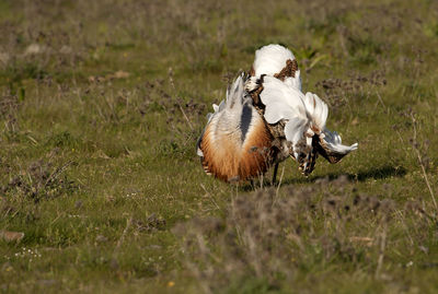 View of a bird on field