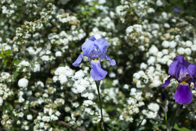 flowering plant