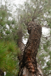 Low angle view of tree in forest