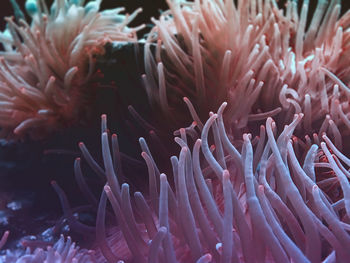 Close-up of coral in sea