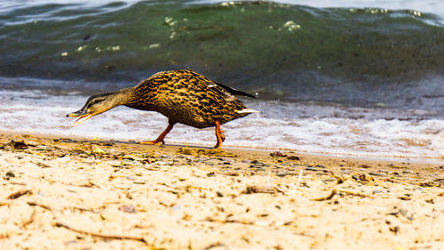 Bird on shore at beach