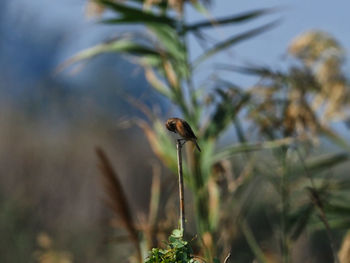 Close-up of a plant