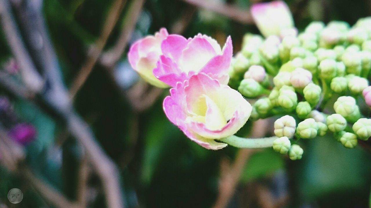 flower, petal, freshness, fragility, flower head, growth, beauty in nature, focus on foreground, close-up, pink color, nature, blooming, plant, stem, bud, selective focus, in bloom, day, outdoors, no people