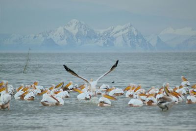 Flock of birds in sea against snowcapped mountains during winter