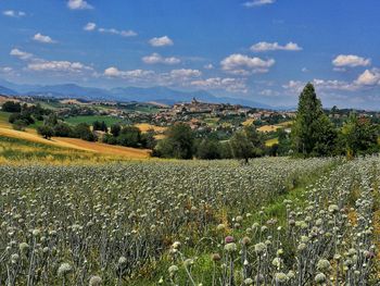 Scenic view of field against sky