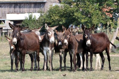 Donkeys standing on field