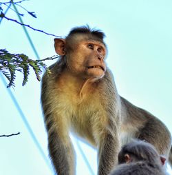 Low angle view of monkey looking away while sitting on tree against sky