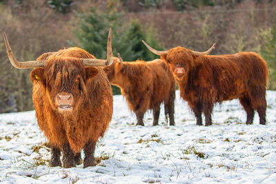 Winter scene of highland cows 