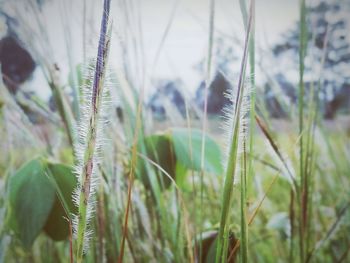 Close-up of fresh grass