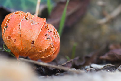 Close-up of orange mushroom growing on land