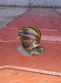 Close-up of snail on wooden floor