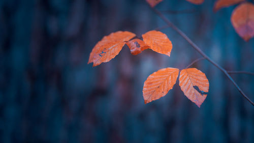 Close-up of autumnal leaves against blurred background