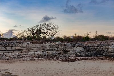 Plants growing on land against sky during sunset