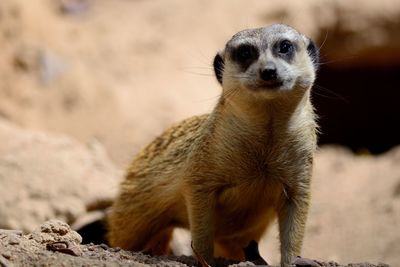 Portrait of mongoose