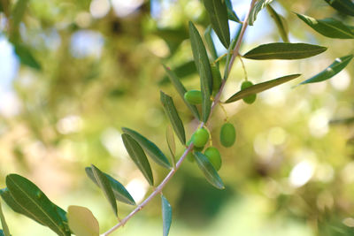 Close-up of fresh green leaves