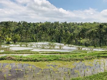 Scenic view of field against sky