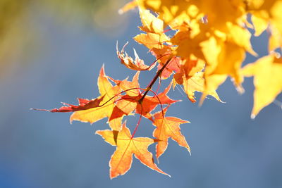 Close-up of maple leaves