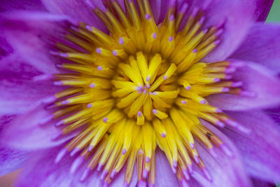 Close-up of purple flower