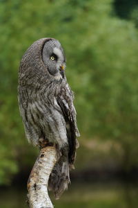 Close-up of owl