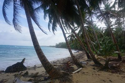 Palm trees on beach against sky