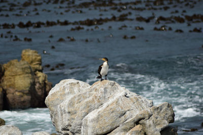 Bird perching on rock in sea