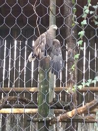 Chainlink fence against wire