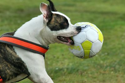 Dog holding soccer ball in its mouth