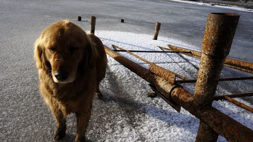 High angle view of dog on snow