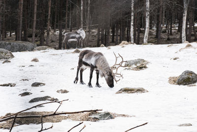 Wild reindeer walking in the snow in winter in sweden