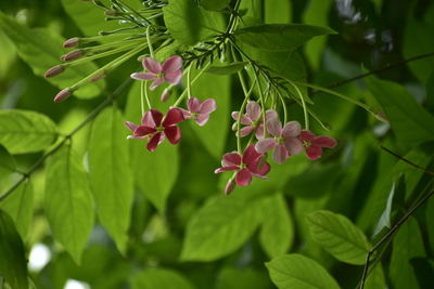 Close-up of pink flowering plant