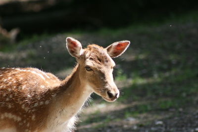 Portrait of deer standing on field