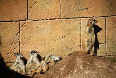 Sheep in a wall