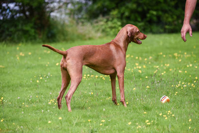 Cropped hand by vizsla on grassy field