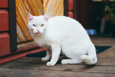 Portrait of white cat