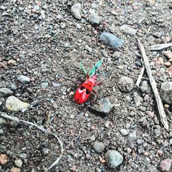 High angle view of insect on ground