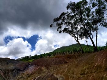 Low angle view of trees on landscape against sky