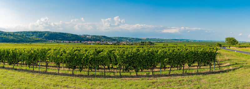 Scenic view of vineyard against sky