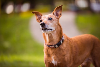 Close-up of a dog looking away