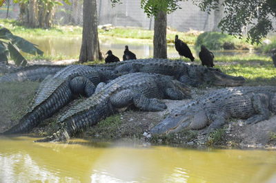 View of a reptile in water