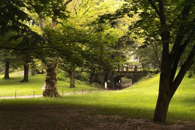 Trees in park