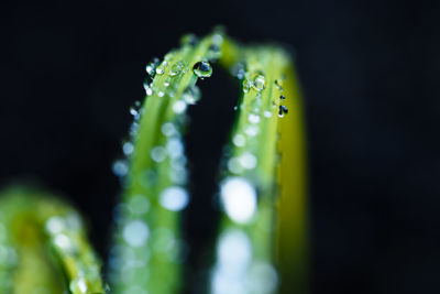 Close-up of water drops on plant