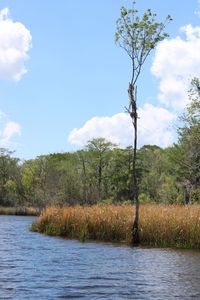 Scenic view of lake in forest against sky