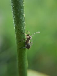 Close-up of insect on plant