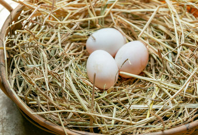 High angle view of bird in nest