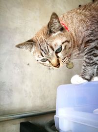High angle portrait of tabby drinking water