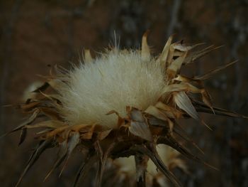 Close-up of plant