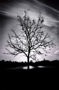 Silhouette of bare tree on field