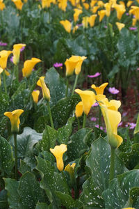 Close-up of yellow flowers